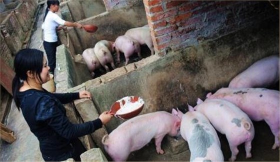 養(yǎng)豬場 養(yǎng)豬場
